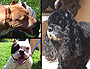 Sophie and other dogs