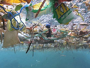 Plastic bags and other waste are polluting the world's oceans.